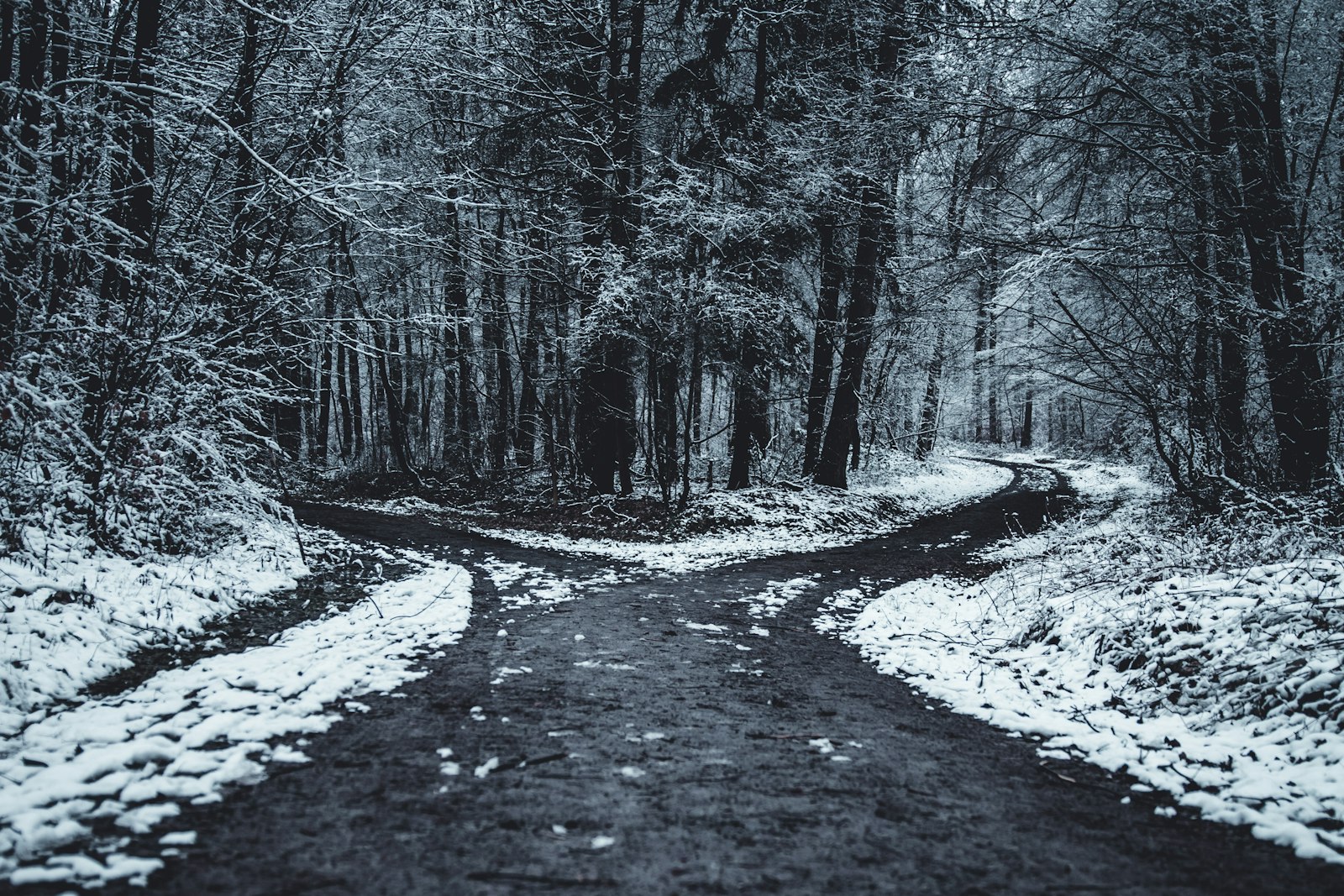 a forest road splitting into two paths in the snow