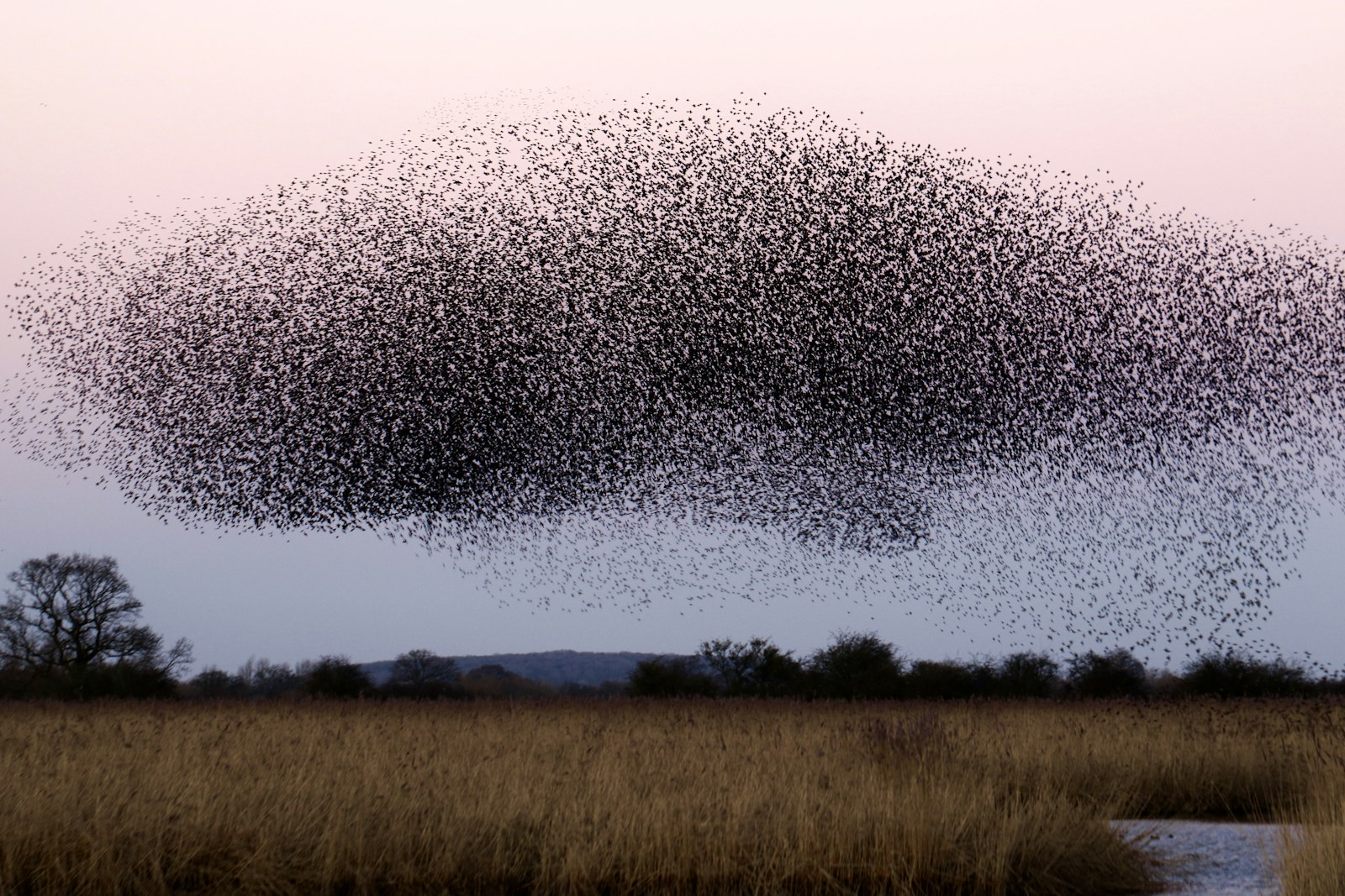 Murmuration of starlings forming a single shape over a marsh